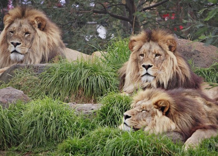 Lions